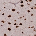 Immunohistochemical staining of human cerebral cortex using Anti-FAM103A1 antibody HPA041948.