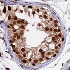 Immunohistochemical staining of human testis using Anti-FAM103A1 antibody HPA041948.