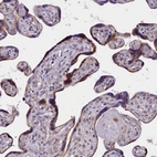 Immunohistochemical staining of human placenta shows moderate cytoplasmic positivity in trophoblastic cells.