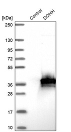 Western blot analysis in control (vector only transfected HEK293T lysate) and DOHH over-expression lysate (Co-expressed with a C-terminal myc-DDK tag (~3.1 kDa) in mammalian HEK293T cells, LY428737).