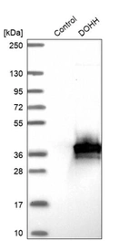 Western blot analysis in control (vector only transfected HEK293T lysate) and DOHH over-expression lysate (Co-expressed with a C-terminal myc-DDK tag (~3.1 kDa) in mammalian HEK293T cells, LY428737).