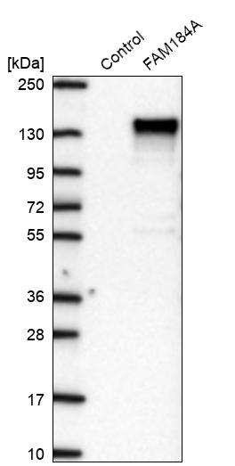 Anti-FAM184A Antibody