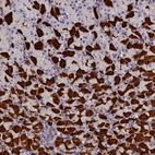 Anti-RTTN Antibody