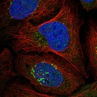 Immunofluorescent staining of human cell line U-2 OS shows localization to nuclear speckles & the Golgi apparatus.