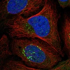 Immunofluorescent staining of human cell line U-2 OS shows localization to nuclear speckles & the Golgi apparatus.
