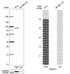 Western blot analysis in human cell lines RT-4 and SK-MEL-30 using Anti-FERMT1 antibody. Corresponding FERMT1 RNA-seq data are presented for the same cell lines. Loading control: Anti-HSP90B1.