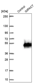 Western blot analysis in control (vector only transfected HEK293T lysate) and IMPACT over-expression lysate (Co-expressed with a C-terminal myc-DDK tag (~3.1 kDa) in mammalian HEK293T cells, LY412993).