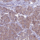 Immunohistochemical staining of human pancreas shows low expression as expected.