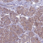 Immunohistochemical staining of human pancreas shows low expression as expected.