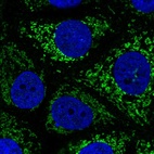 Immunofluorescent staining of human cell line MCF7 shows localization to mitochondria.