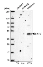 Western blot analysis in U2OS cells transfected with control siRNA, target specific siRNA probe #1 and #2, using Anti-EIF3G antibody. Remaining relative intensity is presented.
