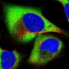 Immunofluorescent staining of human cell line U-2 OS shows localization to cytosol.
