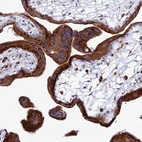 Immunohistochemical staining of human placenta shows strong granular cytoplasmic positivity in trophoblastic cells.