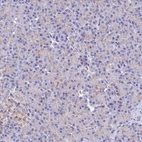 Immunohistochemical staining of human pancreas shows very weak positivity in exocrine glandular cells as expected.