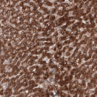 Anti-C19orf66 Antibody