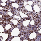 Anti-C19orf48 Antibody