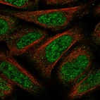 Immunofluorescent staining of human cell line U-2 OS shows localization to nucleoplasm.