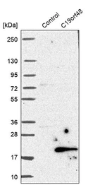 Western blot analysis in control (vector only transfected HEK293T lysate) and C19orf48 over-expression lysate (Co-expressed with a C-terminal myc-DDK tag (~3.1 kDa) in mammalian HEK293T cells, LY404595).