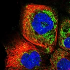 Immunofluorescent staining of human cell line A-431 shows localization to cytosol & mitochondria.