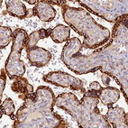 Immunohistochemical staining of human placenta shows strong cytoplasmic positivity in trophoblastic cells.