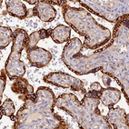 Anti-SSC5D Antibody