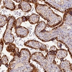 Immunohistochemical staining of human placenta shows strong cytoplasmic positivity in trophoblastic cells.
