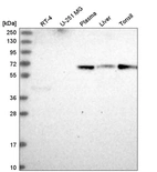 Anti-ITPRIPL2 Antibody