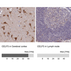 Anti-CELF5 Antibody