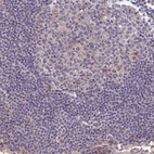 Anti-CELF5 Antibody