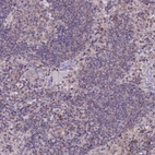 Immunohistochemical staining of human Lymph node shows very weak extracellular space positivity in non-germinal center cells.
