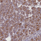 Immunohistochemical staining of human pancreas shows moderate cytoplasmic positivity in exocrine glandular cells.