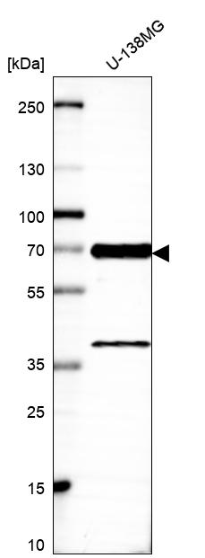 Anti-LRRFIP2 Antibody