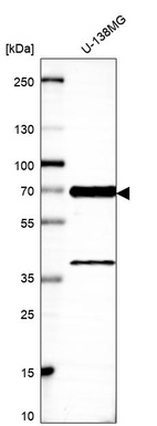 Anti-LRRFIP2 Antibody