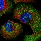 Immunofluorescent staining of human cell line U-2 OS shows localization to plasma membrane & actin filaments.