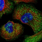 Immunofluorescent staining of human cell line U-2 OS shows localization to plasma membrane & actin filaments.