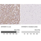 Anti-EHHADH Antibody