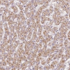 Immunohistochemical staining of human liver shows high expression.