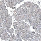 Immunohistochemical staining of human pancreas shows no positivity in exocrine glandular cells as expected.
