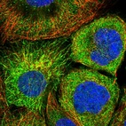 Immunofluorescent staining of human cell line A-431 shows localization to cytosol & microtubules.