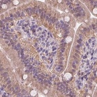 Immunohistochemical staining of human small intestine using Anti-HAAO antibody HPA042024.