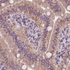 Immunohistochemical staining of human small intestine using Anti-HAAO antibody HPA042024.