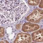 Immunohistochemical staining of human kidney using Anti-HAAO antibody HPA042024.