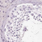 Immunohistochemical staining of human testis using Anti-HAAO antibody HPA042024.