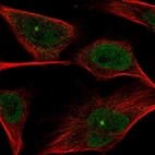 Immunofluorescent staining of human cell line U-251 MG shows localization to nucleoplasm & centrosome.