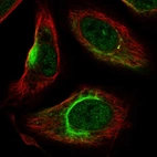 Immunofluorescent staining of human cell line U-2 OS shows localization to nucleoplasm & intermediate filaments.