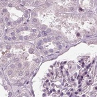 Immunohistochemical staining of human kidney using Anti-BFSP1 antibody HPA042038.