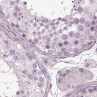 Immunohistochemical staining of human testis using Anti-BFSP1 antibody HPA042038.