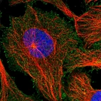 Immunofluorescent staining of human cell line U-2 OS shows positivity in plasma membrane & cytoplasm.