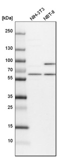 Western blot analysis in mouse cell line NIH-3T3 and rat cell line NBT-II.