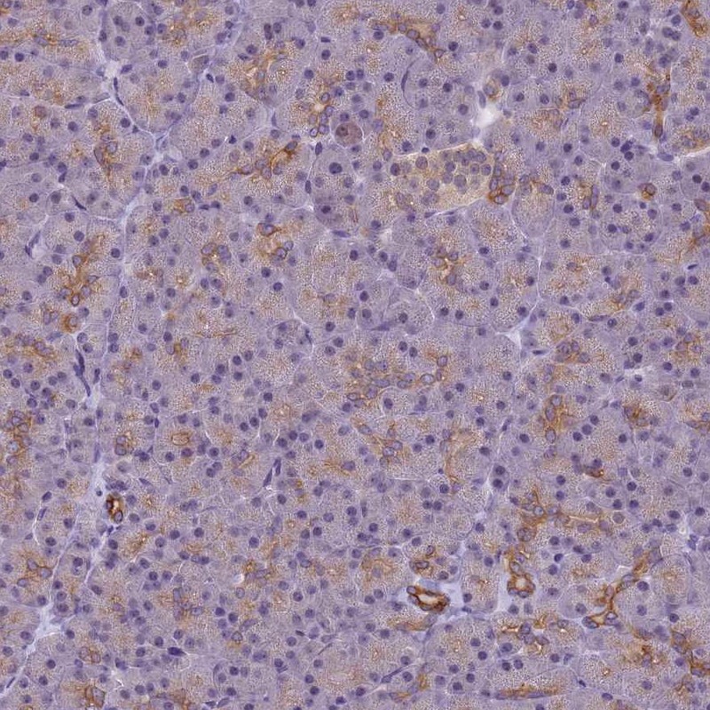 Anti-VWA3A Antibody